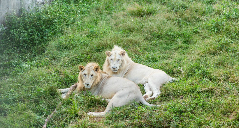 Safari-Nghe-An-2-jpeg-3395-1587210819