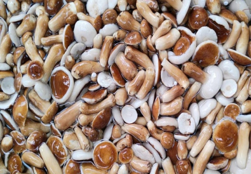 Nam tram Phu Quoc: Tinh hoa tu tham la muc rung dao ngoc