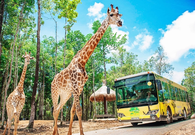 Vinpearl Safari Phu Quoc – Kinh nghiem tham quan tu A-Z