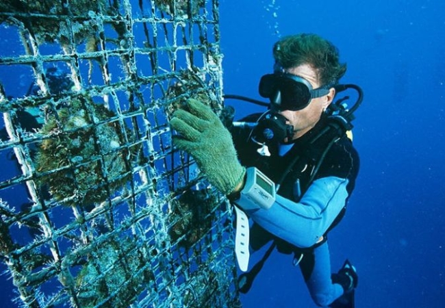 Goi y mot so co so nuoi cay ngoc trai Phu Quoc