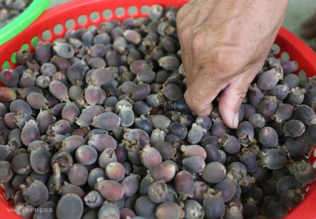 cơ sở sản xuất rượu sim tại Phú Quốc