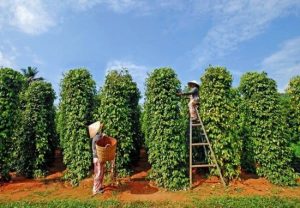 Tham quan vuon tieu Phu Quoc va mua lam qua luu niem