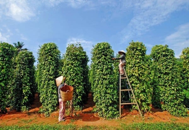 Tham quan vuon tieu Phu Quoc va mua lam qua luu niem